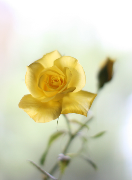 bokeh of  roses