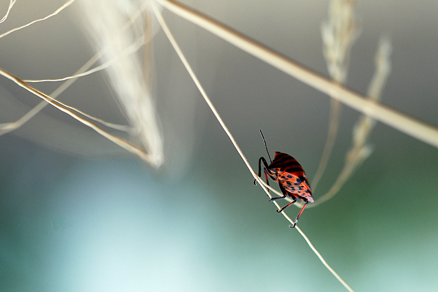 The tightrope walker