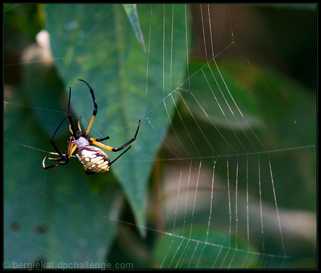 Arachnid Artistry