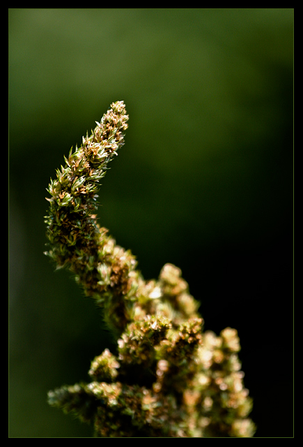 Species