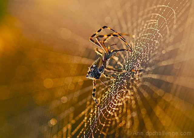 Spinning Her Web