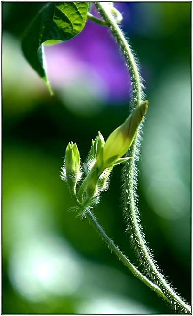 Glorious Morning Bokeh