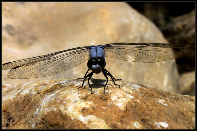 helicopter of nature