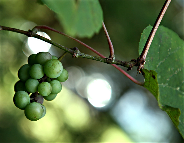 wild grapes