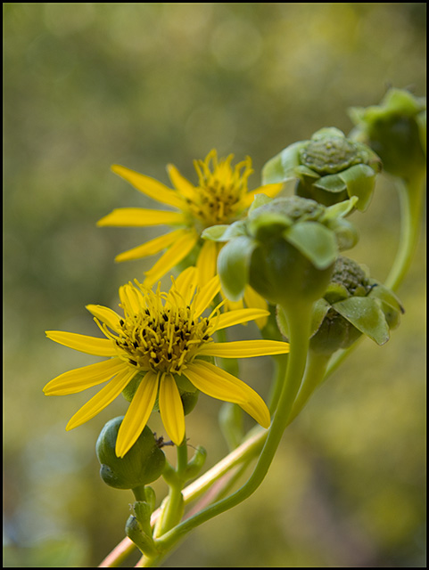 Wild about Wildflowers