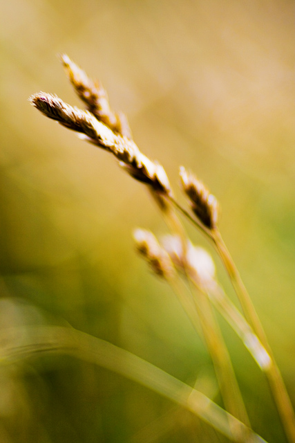 autumn grass