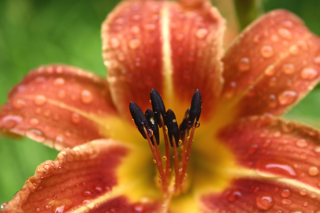 The Colours of Rain