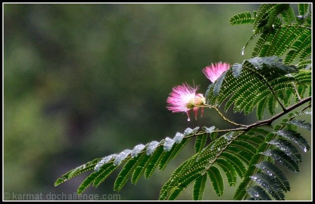 Mimosa