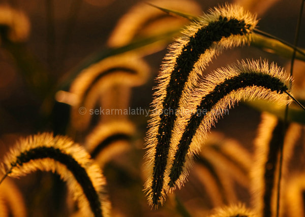 Backlit Beauty