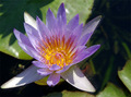 Inner Sun