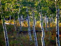Aspen in Harmony