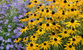 Le vent A Rempli des Fleurs (Wind Filled Flowers)