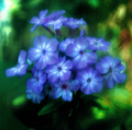 Blue Phlox