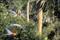 Flight of the Macaws