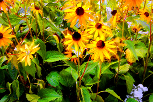 Rudbeckian Muse