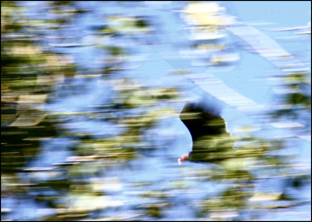 vulture
