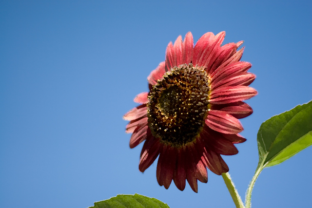 Sun Flower