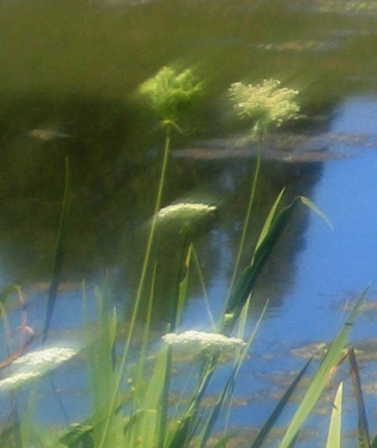 Reflective Pond