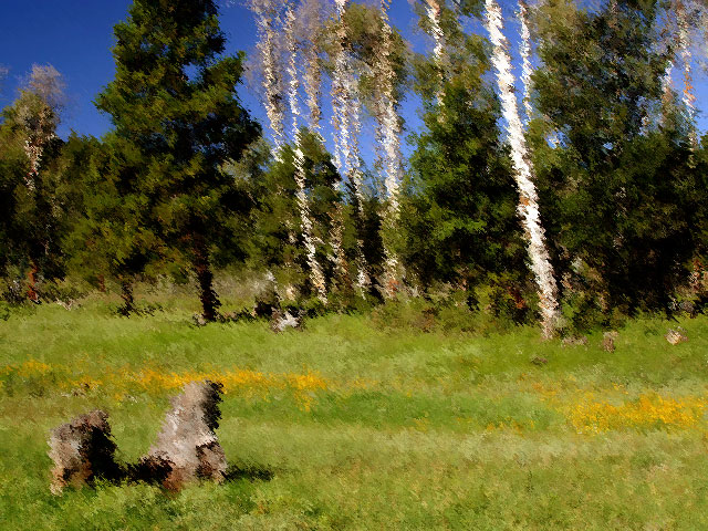 Aspen Grove with Flowers