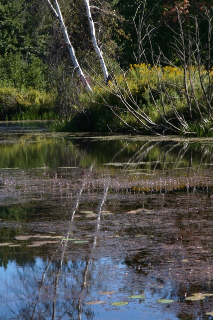 Beckett pond