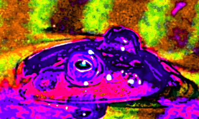 Psychedelic Frog