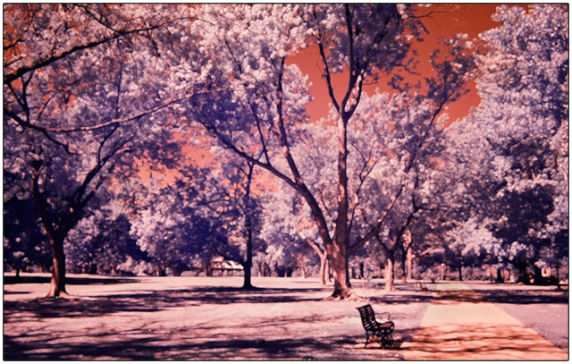 Dreamy Day at the Park