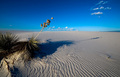 White Sands