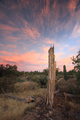 Death of a Saguaro