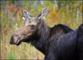 Algonquin Wildlife