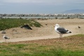 Seagull