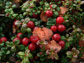 berries of the tundra