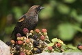 Blackbird with Blackberry (Autumn Harvest)