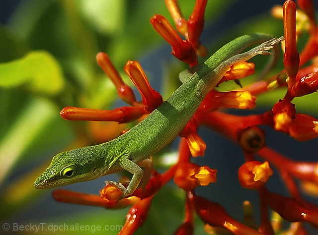 Chameleon