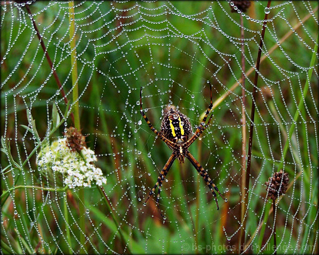 "The Itsy Bitsy Spider..."