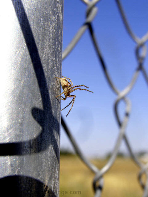 Study of a Spider