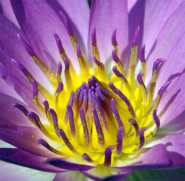 Nature's Gathering