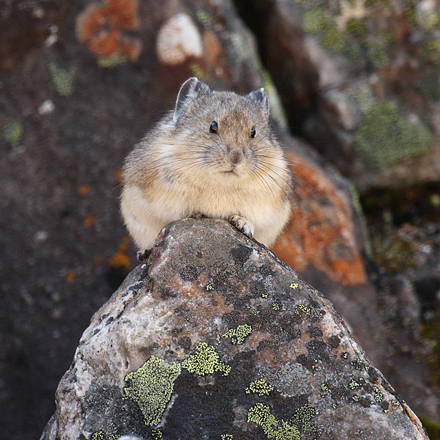 Pika