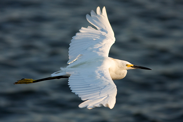 Snowy Egret