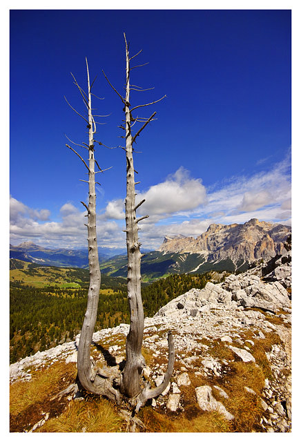 The lonesome pine