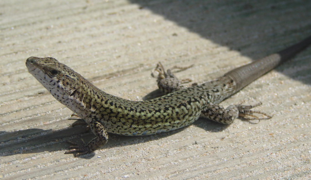 Lounge Lizard in the Portugese Sun