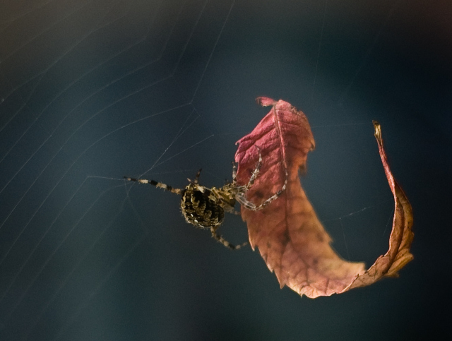 Vegetarian Arachnid Fad Diet Causing Mass Fly Surplus Horror!!!!!!!