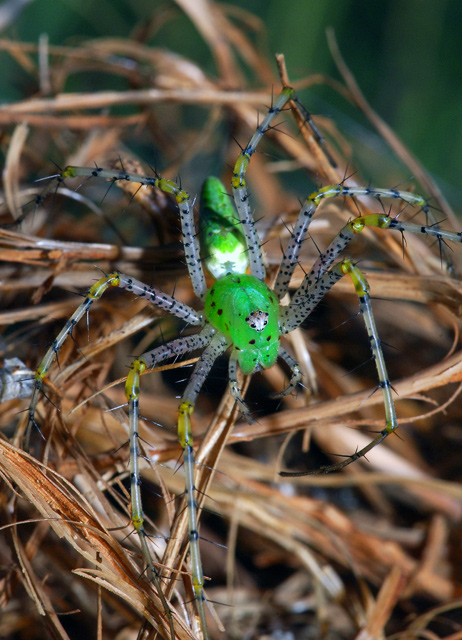 Green Lynx on the Prowl