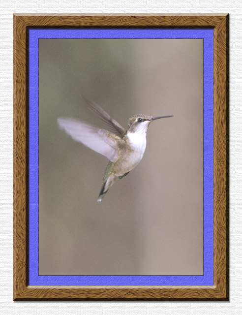 Hovering Hummingbird