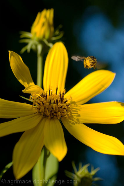 Bee Covered