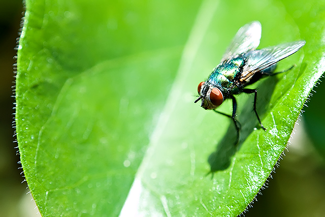 On a Leaf