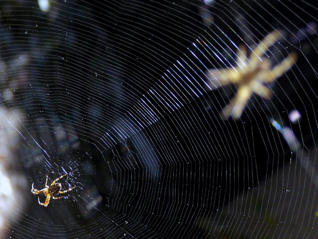 Come in to my parlor...said the spider to the spider...