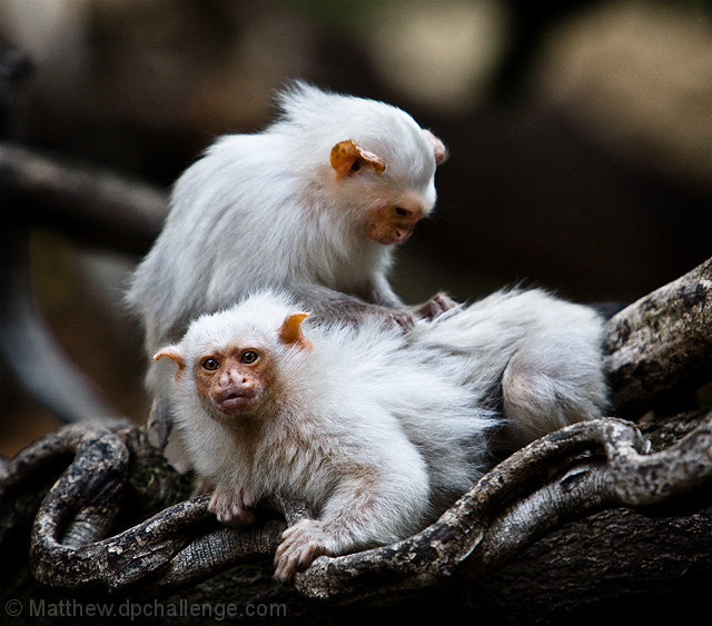 Grooming Partners