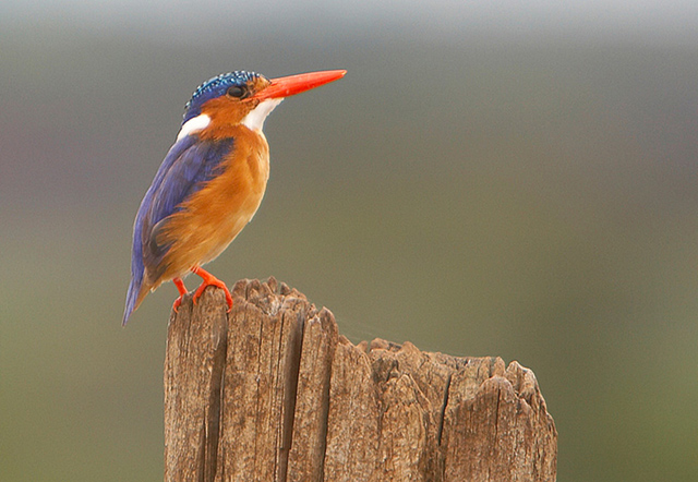 Malachite Kingfisher - Kenya colourful!