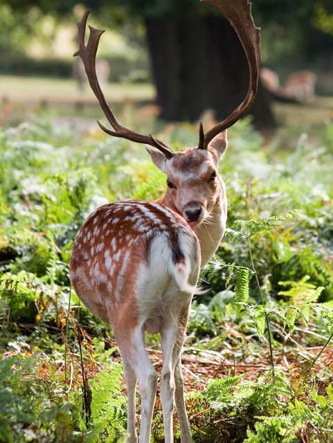 Majestic Stag