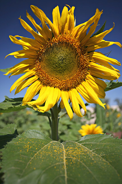 Sunflower